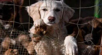 Köpeğe işkence eden sanık tahliye oldu: Hayvan hakları savunucuları ayaklandı!