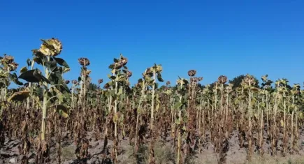 Ayçiçeği kuraklıktan nasibini aldı