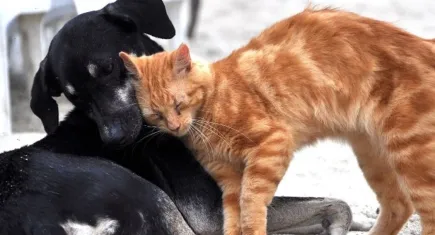 Güzelbahçe’de Can Dostlar Yeni Yaşam Merkezi’nin temeli atılıyor