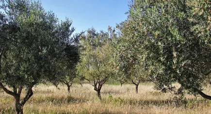Zeytinlikler bir kez daha yağmalanmaktan kurtarıldı