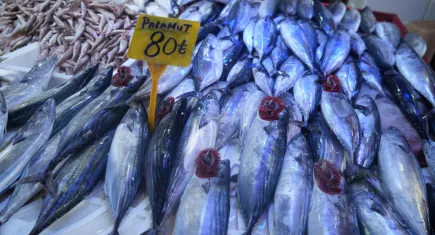 Samsun'da palamut yeniden yarı fiyatına!