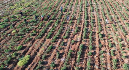Hatay'da domateste hasat sürüyor