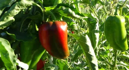 Kapya biberler hasat sonrası donduruldu