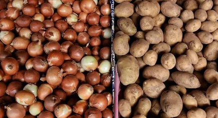 Kuru soğan ve patates üreticileri endişeli!