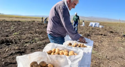 Kars'ta kışlık patates hasadı başladı