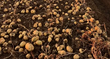 Kayseri’de patates hasadı