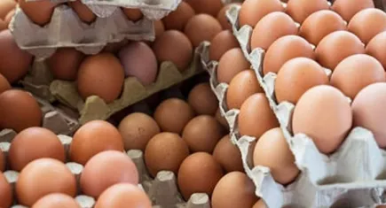 Tavuk eti ve yumurta üretimi arttı!