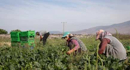Menemen’de ıspanak hasatı başladı