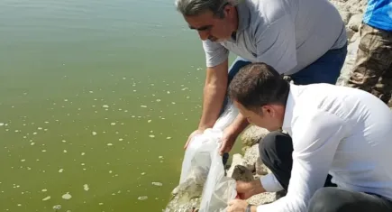 Ankara'da Yağmursuyu Göleti'ne 10 bin yavru sazan salındı