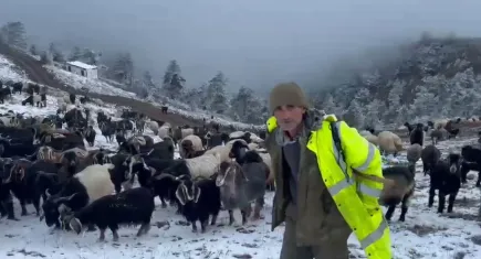 Giresun'a mevsimin ilk karı yağdı... Çobanlar dönüş yolculuğunda