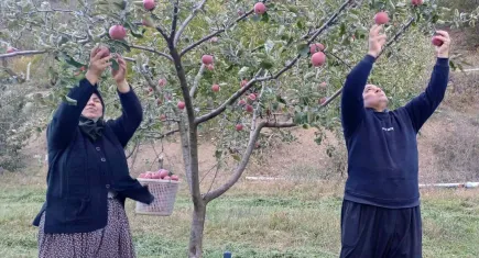 Adana’da elma hasadına kar sürprizi