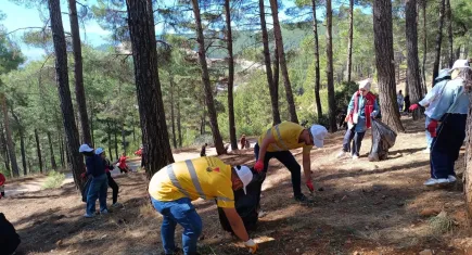 Ormanları korumak için neler yapmalıyız?