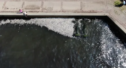 İzmir Körfezi, balık ölümlerinde dünyada ilk sırada