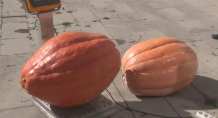 Bahçesinde 50 kilogramlık kabak yetiştirdi