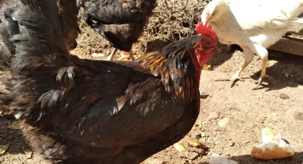 Uzmanlar kuş gribinin tavuklardaki belirtilerine dikkat çekti
