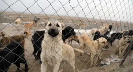 Yaşam İçin Yasa İnisiyatifi’nden barınak tepkisi