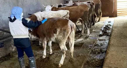 Büyükbaş hayvanlar, şap aşılama kampanyası kapsamında aşılanacak