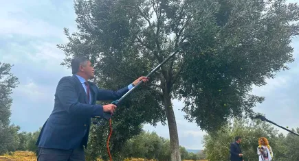 Zeytin Hasat Şenliği’nin 3’üncüsü yapılacak