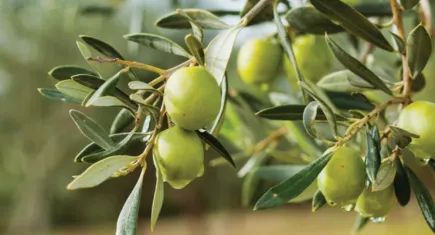 Zeytin ağacı can aldı!
