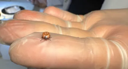 Kenelere dikkat! Hastalıkları taklit ederek yanlış tanıya neden olabiliyor