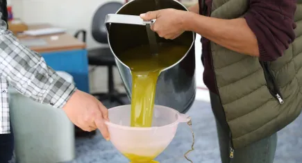 Seferihisar’da zeytinyağı sezonu