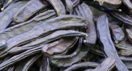 Kakao ve şeker yerine keçiboynuzu önerisi