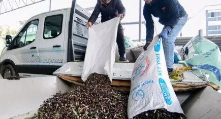 Bornova Belediyesi’nden zeytin üreticilerine nakliye desteği