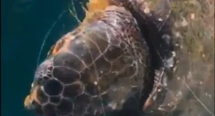 Kuşadası’nda balıkçıdan duyarlı hareket: Misinalara dolanan caretta carettalar kurtarıldı