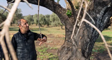 İzmir’in zeytin ağaçları küllerinden doğuyor