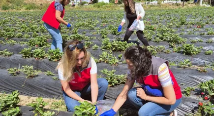 Muğla'da bitki koruma ürünleri kontrol altında