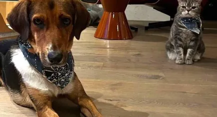 Patili dostlara atık kumaşlardan fular ve tasma