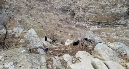 Çoban TikTok izlerken keçiler kayalıklarda mahsur kaldı