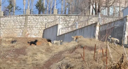 12 yaşındaki Eslem hayatını kaybetmişti: Yüksekova’da çocuklar köpeklerin korkusundan dışarı çıkamıyor