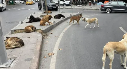 Sokakta yaşayan dostlara HAYTAP’tan ilaç