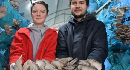 Kent hayatını terk eden çift, İnhisar'da istiridye mantarı üretiyor