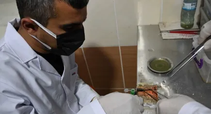 Akrep zehri ile Osmaniye’den dünya pazarına