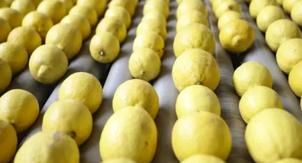 Doğu Akdeniz illeri narenciye ihracatına büyük katkı sundu!