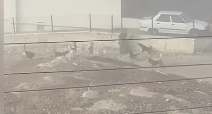 Başı boş köpekler hamile kadına saldırdı: Bebeğini kaybetme tehlikesi var!