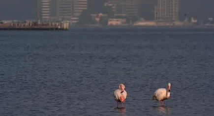 İzmir’de flamingolar şehre yaklaşıyor