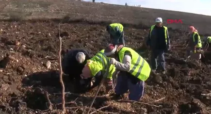 İzmir’in Buca ilçesinde yanan ormanlar için yeniden yeşillendirme çalışmaları başladı