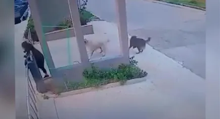 Köpeklerden kaçarken bariyerlere çarpıp düştü