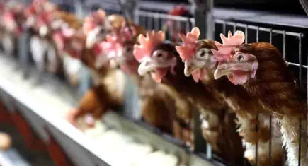 TÜİK açıkladı: 2,5 milyon tonu aşkın tavuk eti üretildi