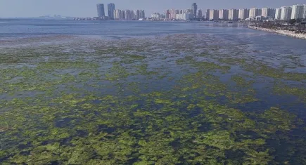 İzmir Körfezi deniz yosunuyla yemyeşil oldu!