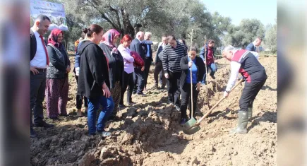 Ödemiş'te 410 dut fidanı dikildi