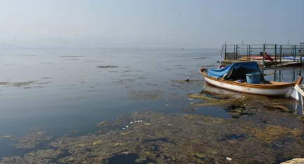 İzmir Körfezi'ni yosunlarlar kapladı