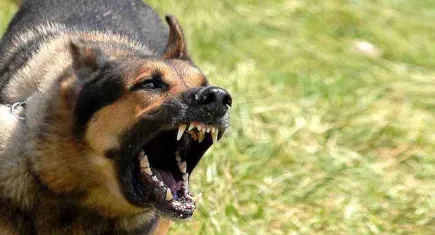 İzmir haber: Sahipsiz köpekler çocuğa saldırdı
