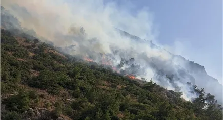Aydın'da orman yangını!
