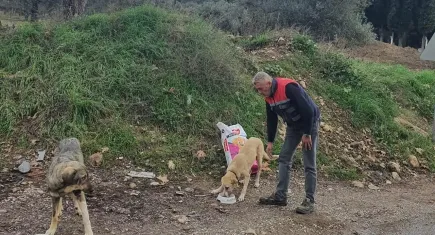Torbalı Belediyesi sokak hayvanları için çalışıyor