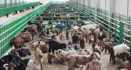 Hayvancılık destekleme başvuruları başlıyor