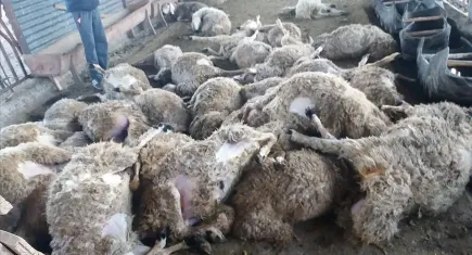 Denizli'de çiftçiye büyük darbe: Kurt koyunları telef etti